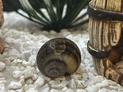 Freshwater Snail