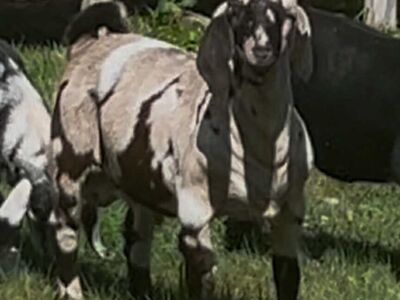 Dapple Registerd Boer Buck At stud