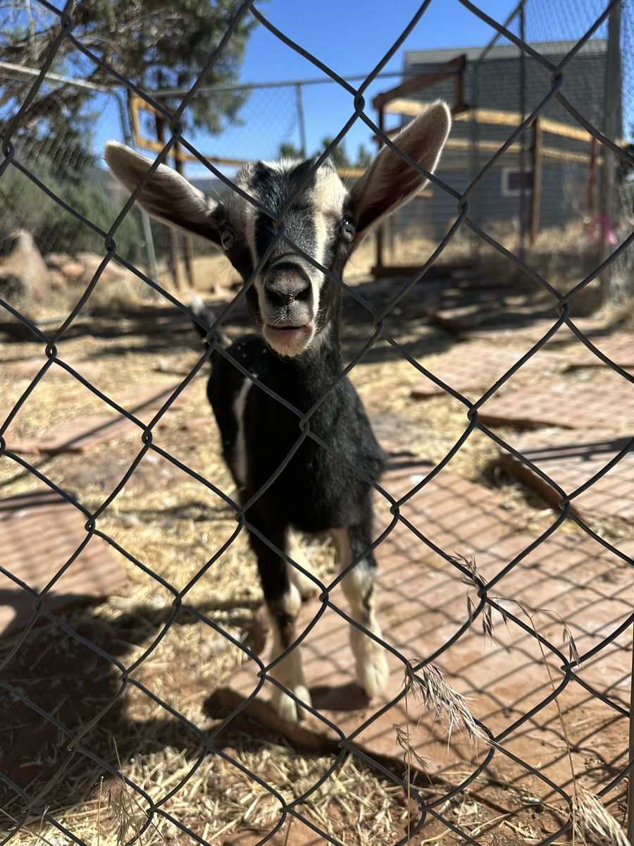 Buck kids