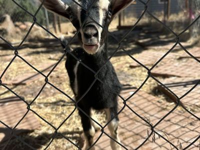 Buck kids