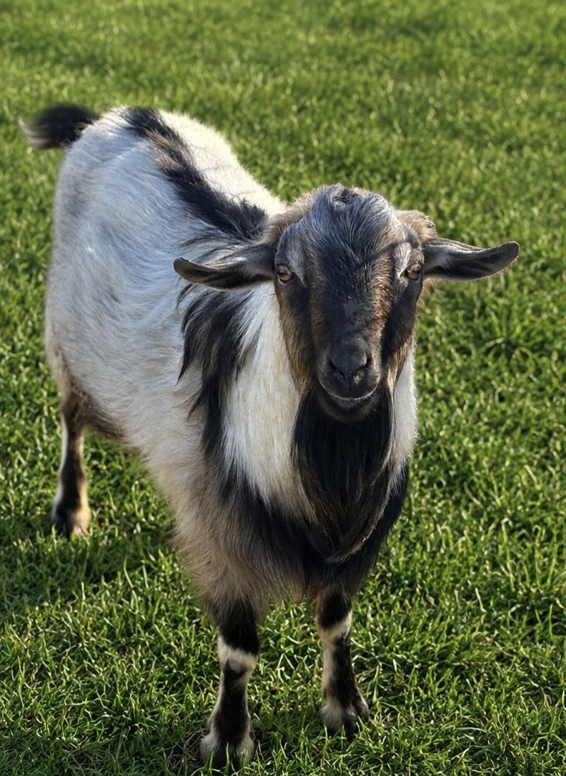 2yr old mini Nubian/Nigerian dwarf stud