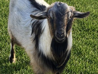 2yr old mini Nubian/Nigerian dwarf stud
