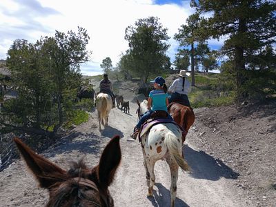 The Unicorn you've been looking for