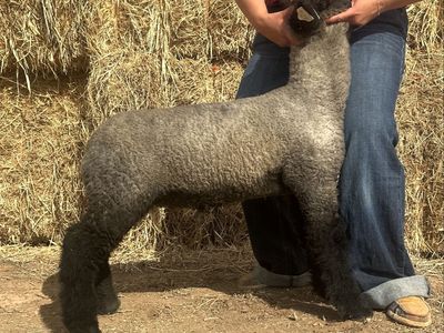 Buck/Wether for sale