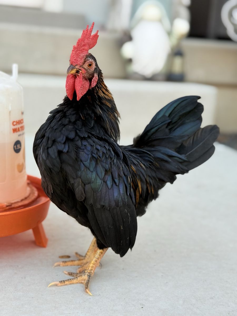Serama Rooster looking a new coop