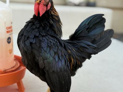 Serama Rooster looking a new coop