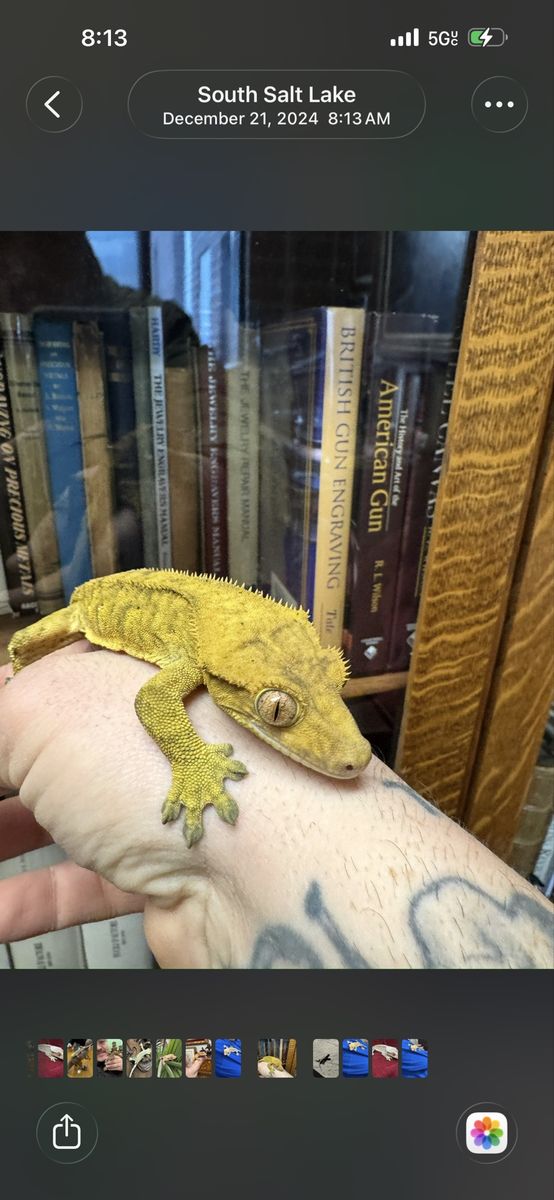 Crested Gecko