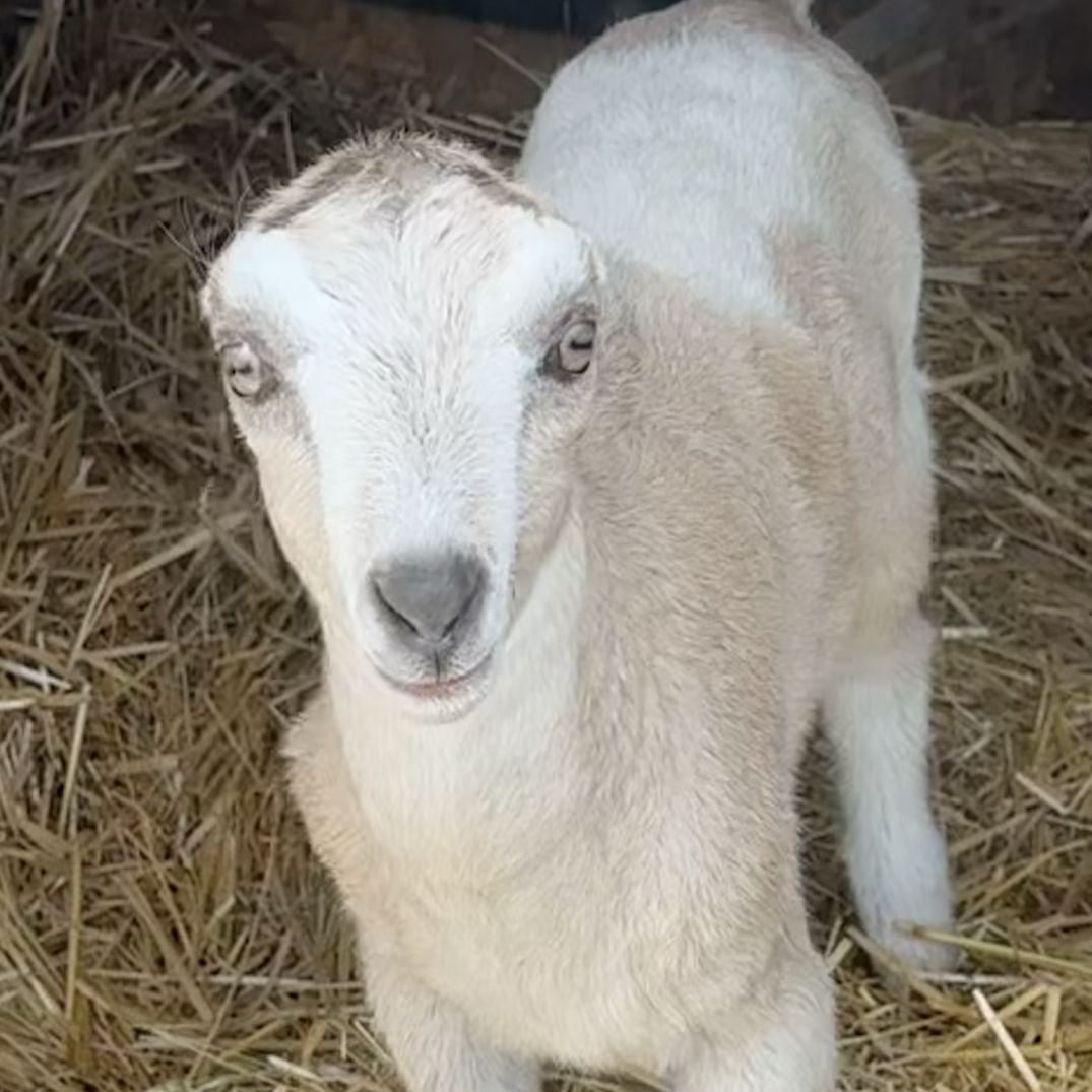 ADGA LaMancha Doeling