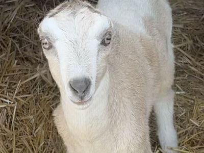 ADGA LaMancha Doeling