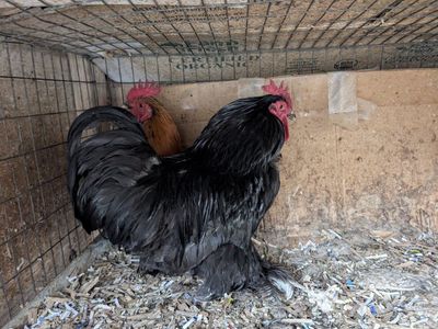 Young Active Cochin Roosters