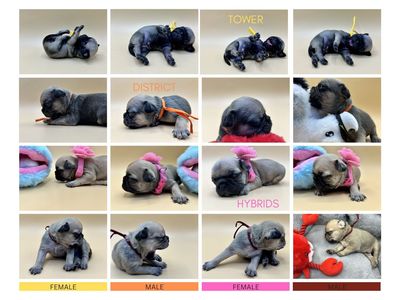 Authentic PUG puppies