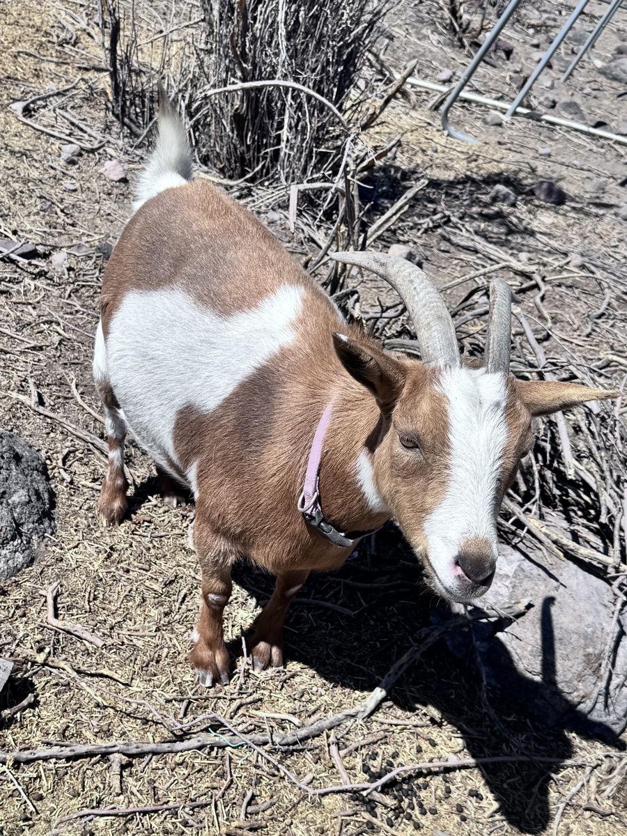 5 GOATS FOR SALE $75 each or all for $300