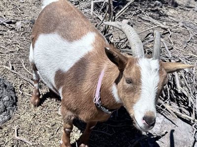 5 GOATS FOR SALE $75 each or all for $300