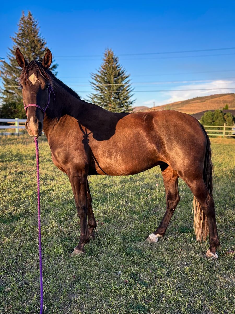 3yr old started Gaited Filly