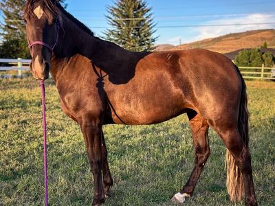 3yr old started Gaited Filly