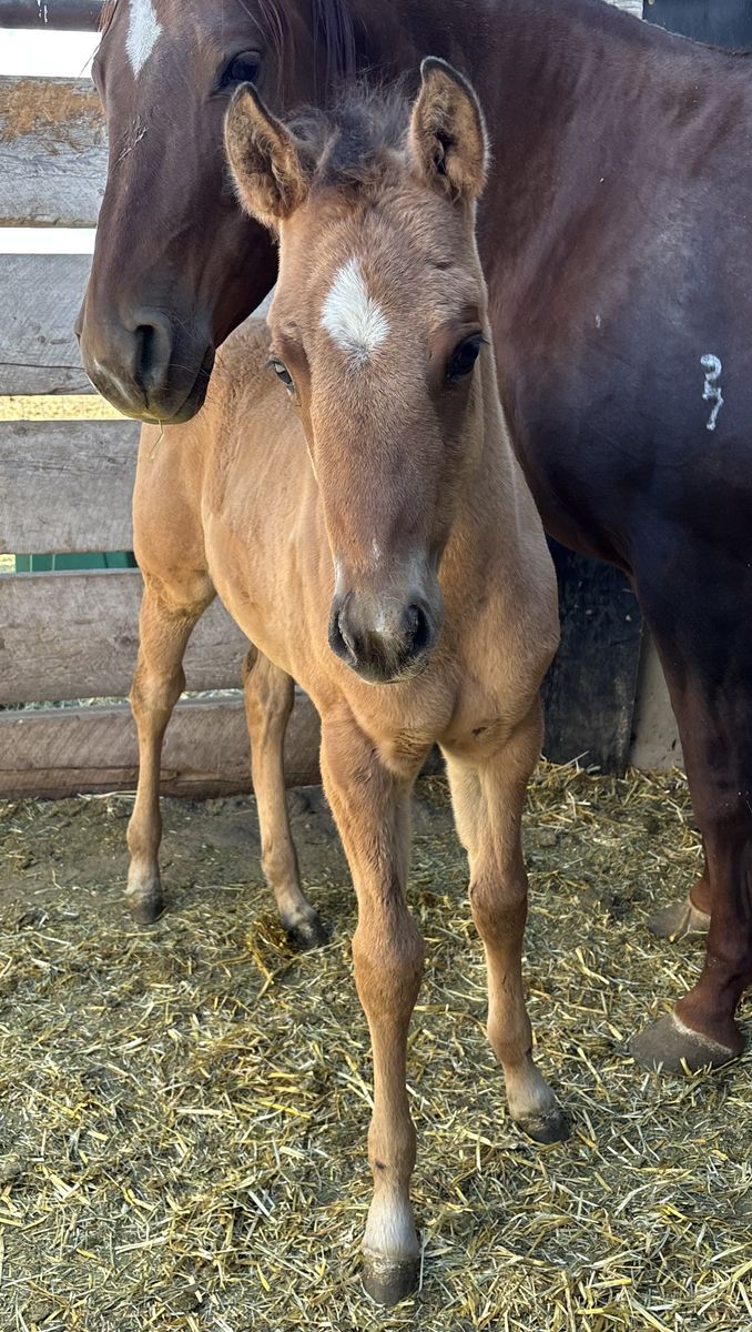 2026 Bay Dun Filly "Remington"
