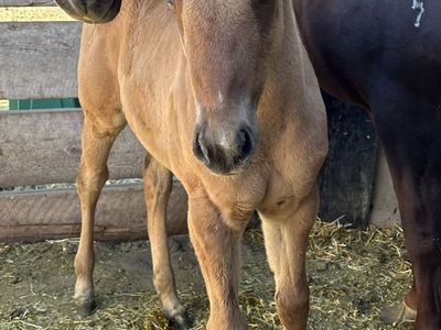 2026 Bay Dun Filly "Remington"