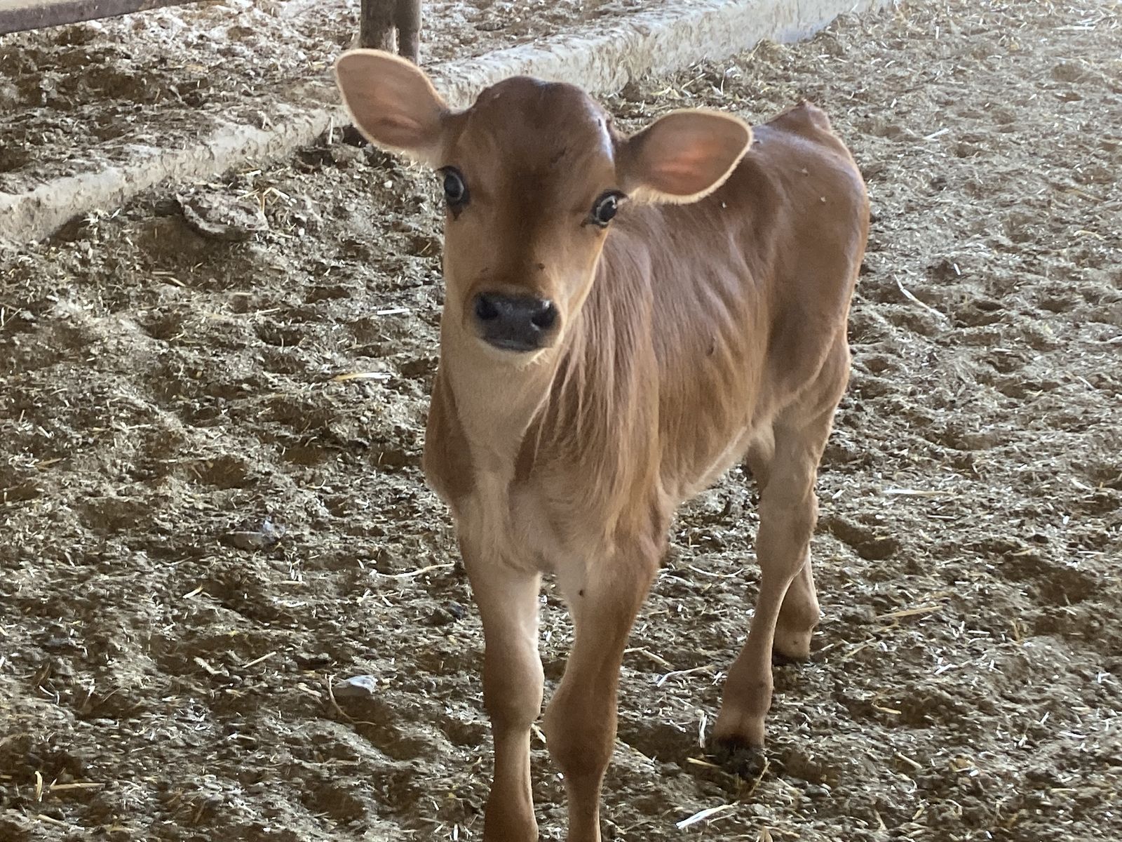 Week old jersey bull calf