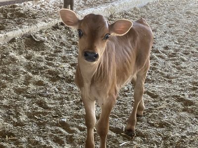 Week old jersey bull calf