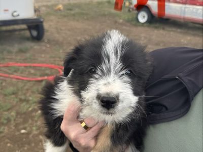 Shag/ Collie cross cow puppies!
