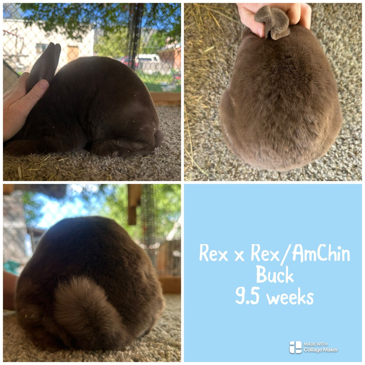 Rex x Rex/American Chinchilla