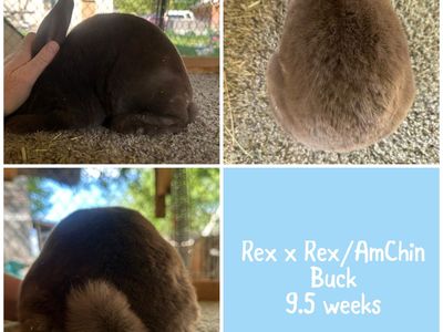 Rex x Rex/American Chinchilla