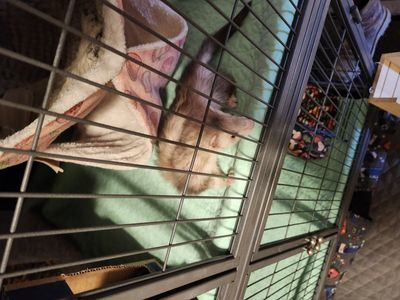 Two Male ferrets with everything