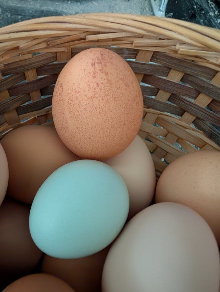 Farm Fresh Eggs