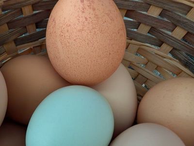 Farm Fresh Eggs