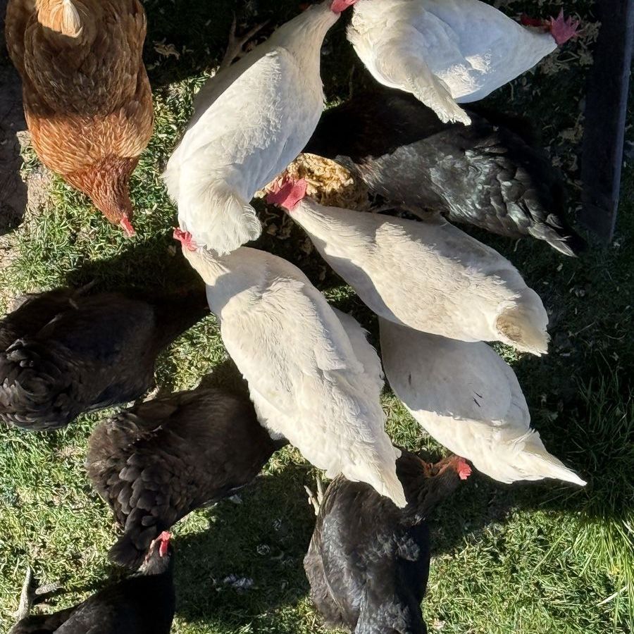 Young laying hens