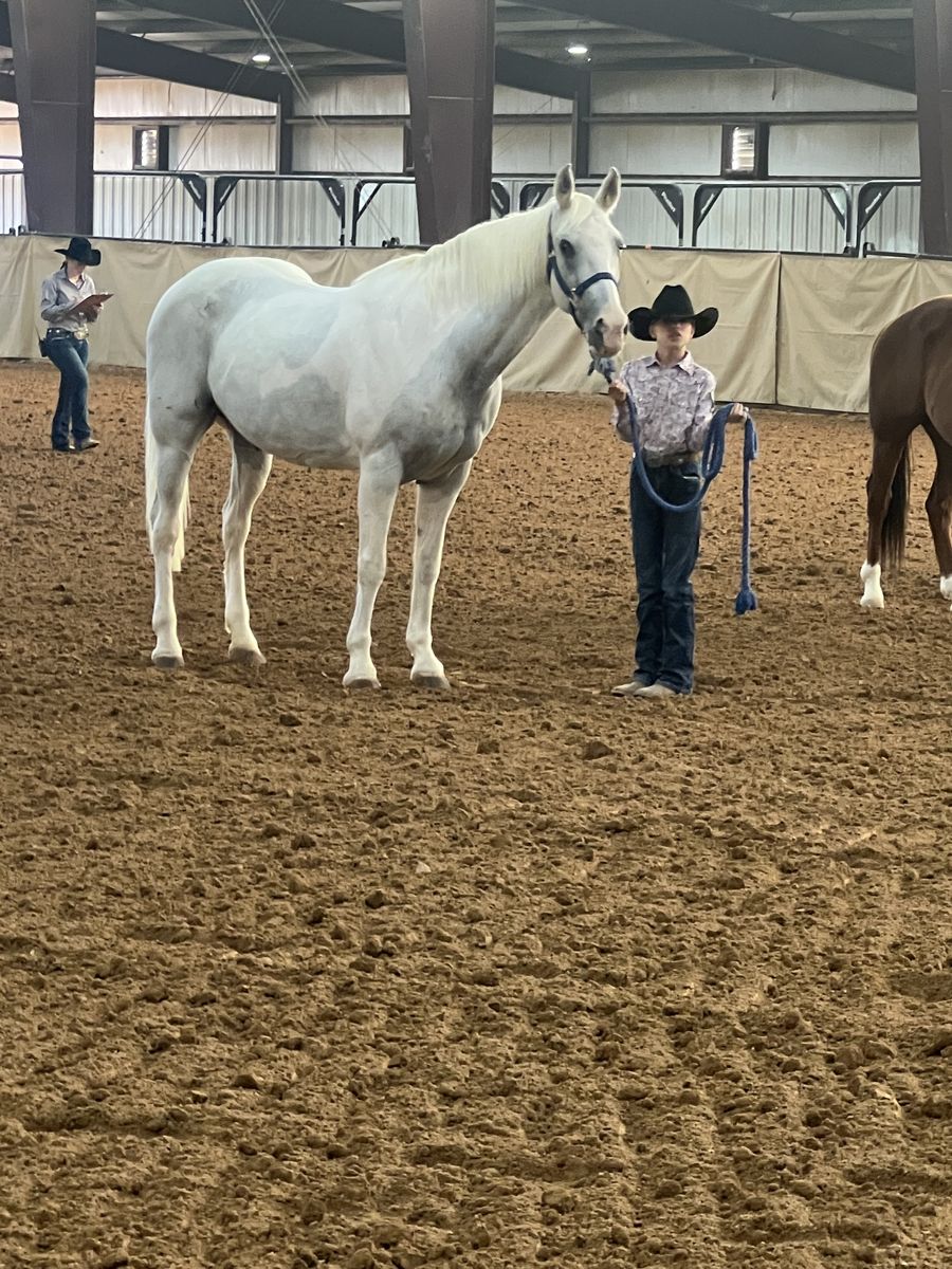Missouri Fox Trotter Mare- Fresca
