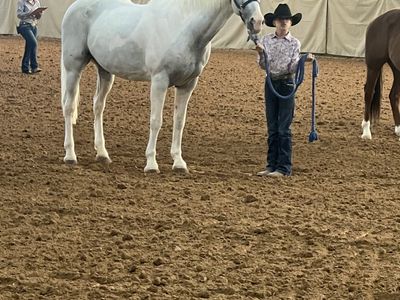 Missouri Fox Trotter Mare- Fresca