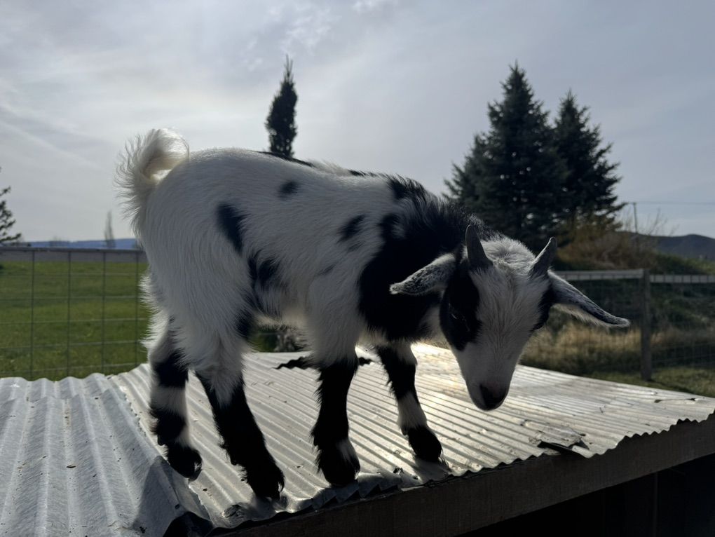 Nigerian dwarf buckling