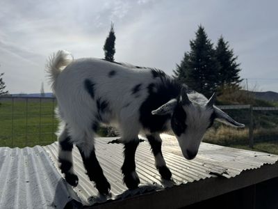 Nigerian dwarf buckling