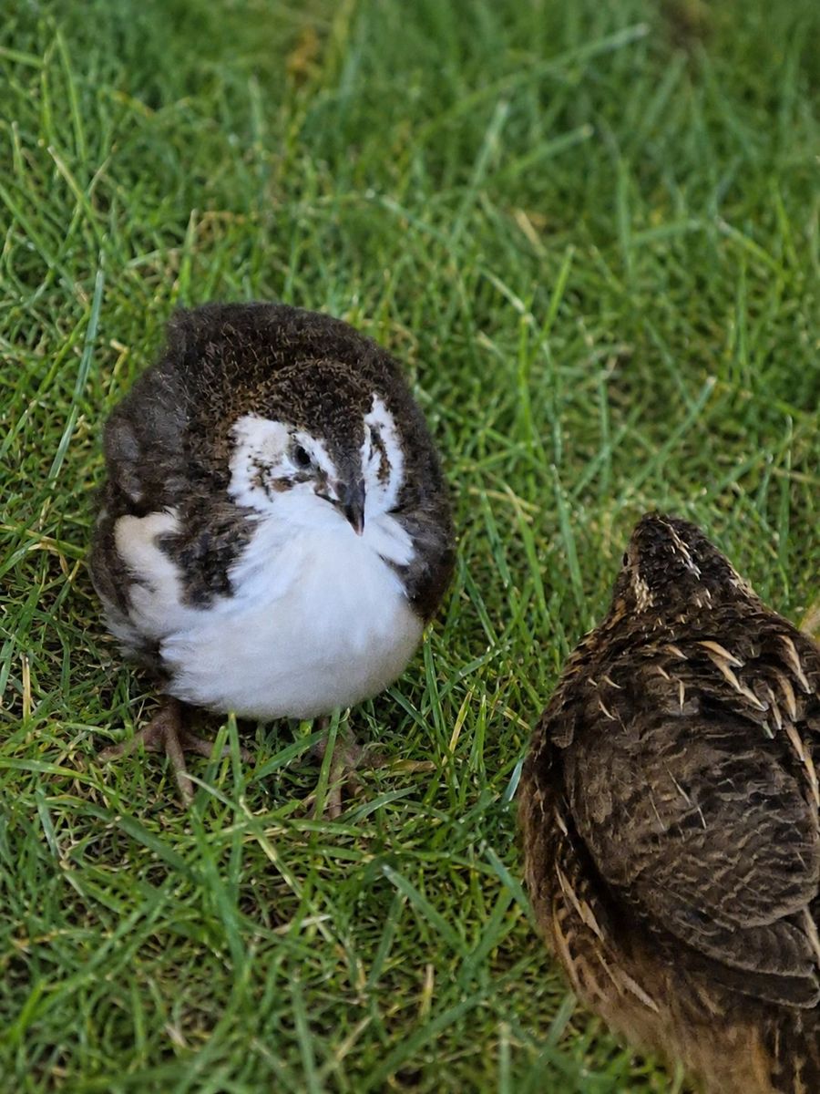Jumbo Coturnix quail