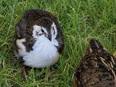 Jumbo Coturnix quail