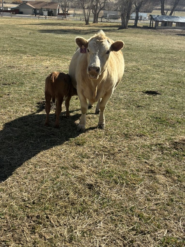Cow Calf Pair