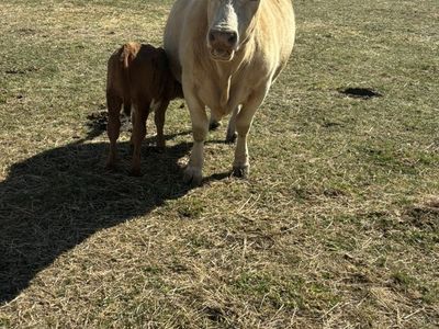 Cow Calf Pair