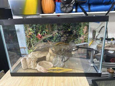 Reptile Set Up
