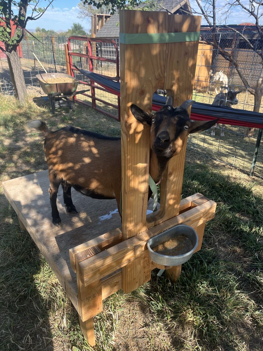 Nigerian doe in milk and doeling