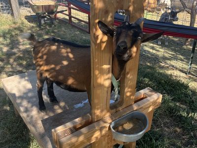 Nigerian doe in milk and doeling