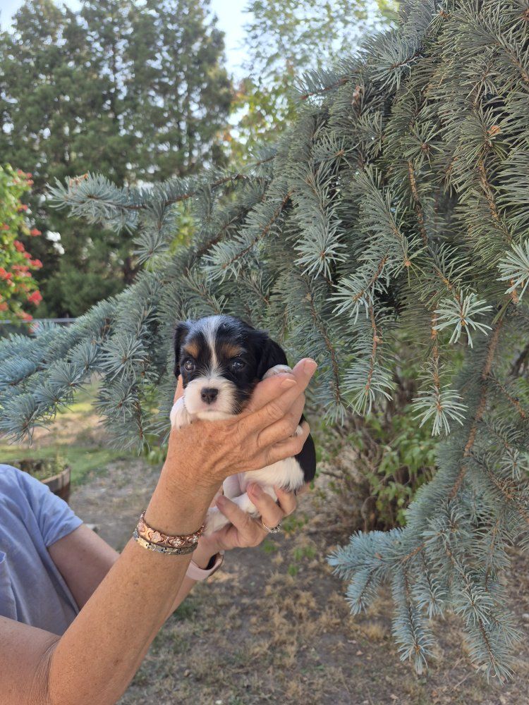 Cavalier King Charles Spaniel puppies