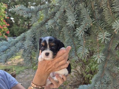 Cavalier King Charles Spaniel puppies