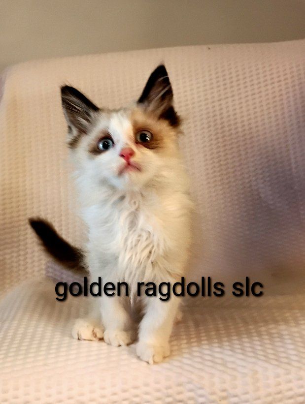 Tica Registration included Golden Ragdolls slc kittens Ready for their Forever Homes NOW !!