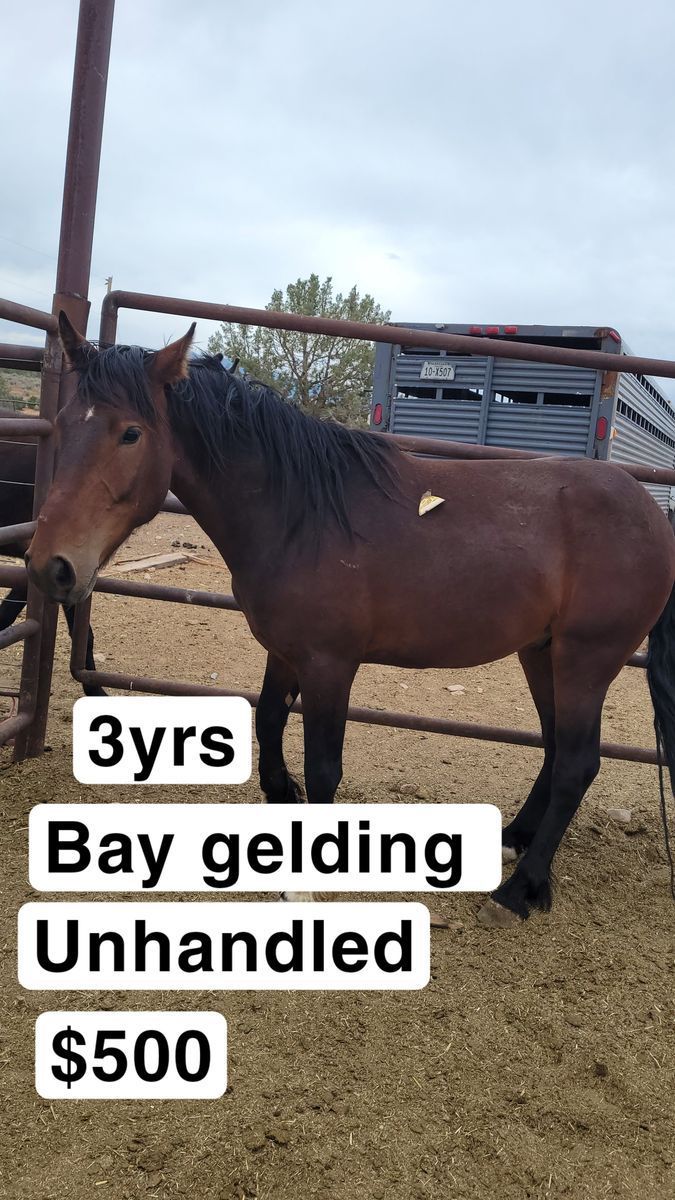 Bay gelding