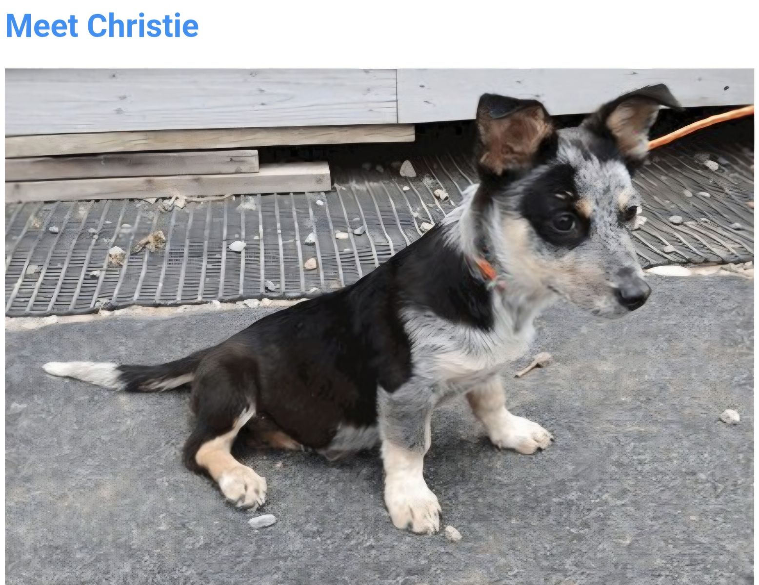 Christie, basset hound,  Australian Cattle Dog  puppy