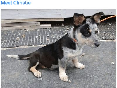 Christie, basset hound, Australian Cattle Dog puppy