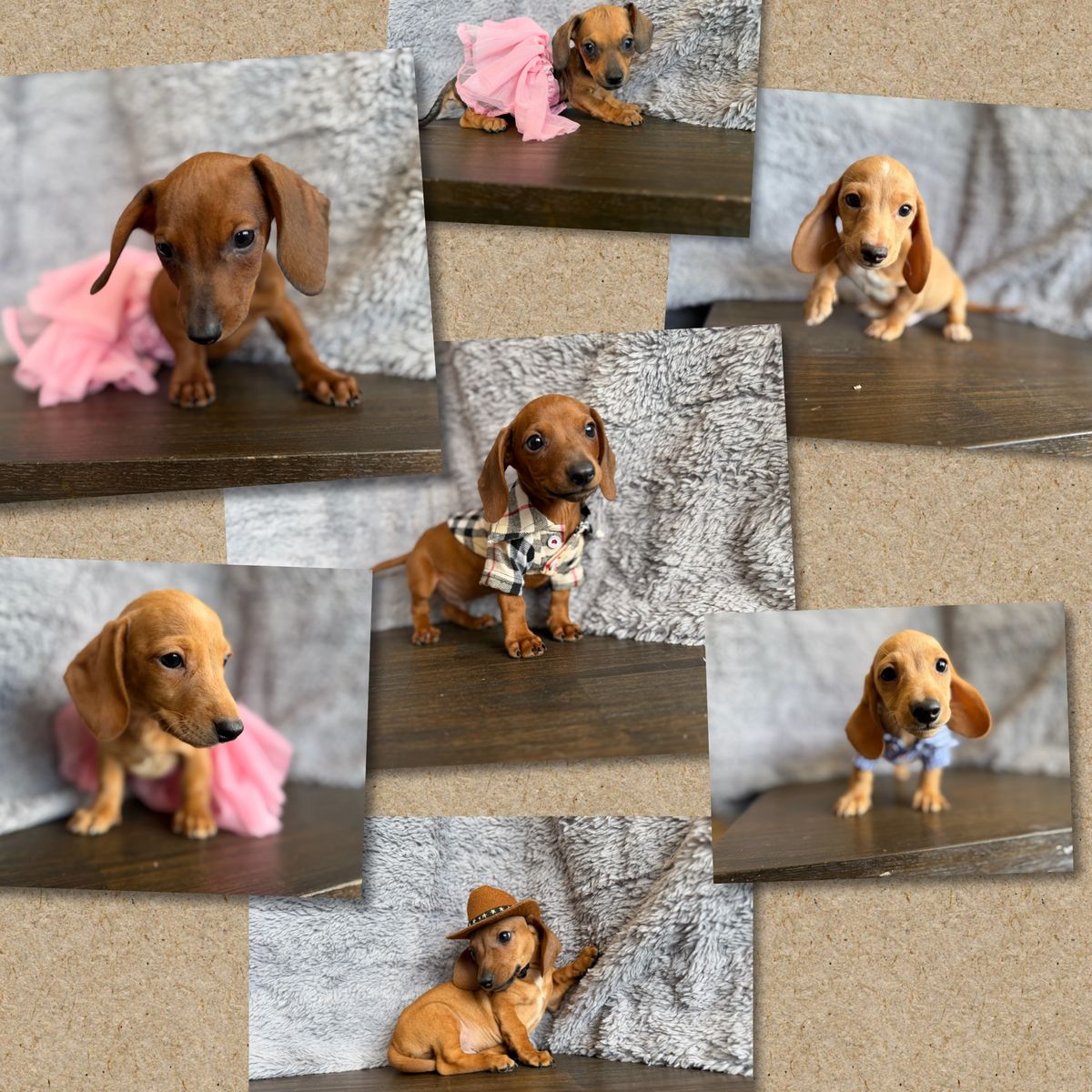 Mini Dachshund Puppies