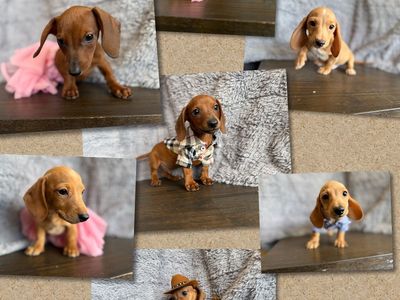 Mini Dachshund Puppies