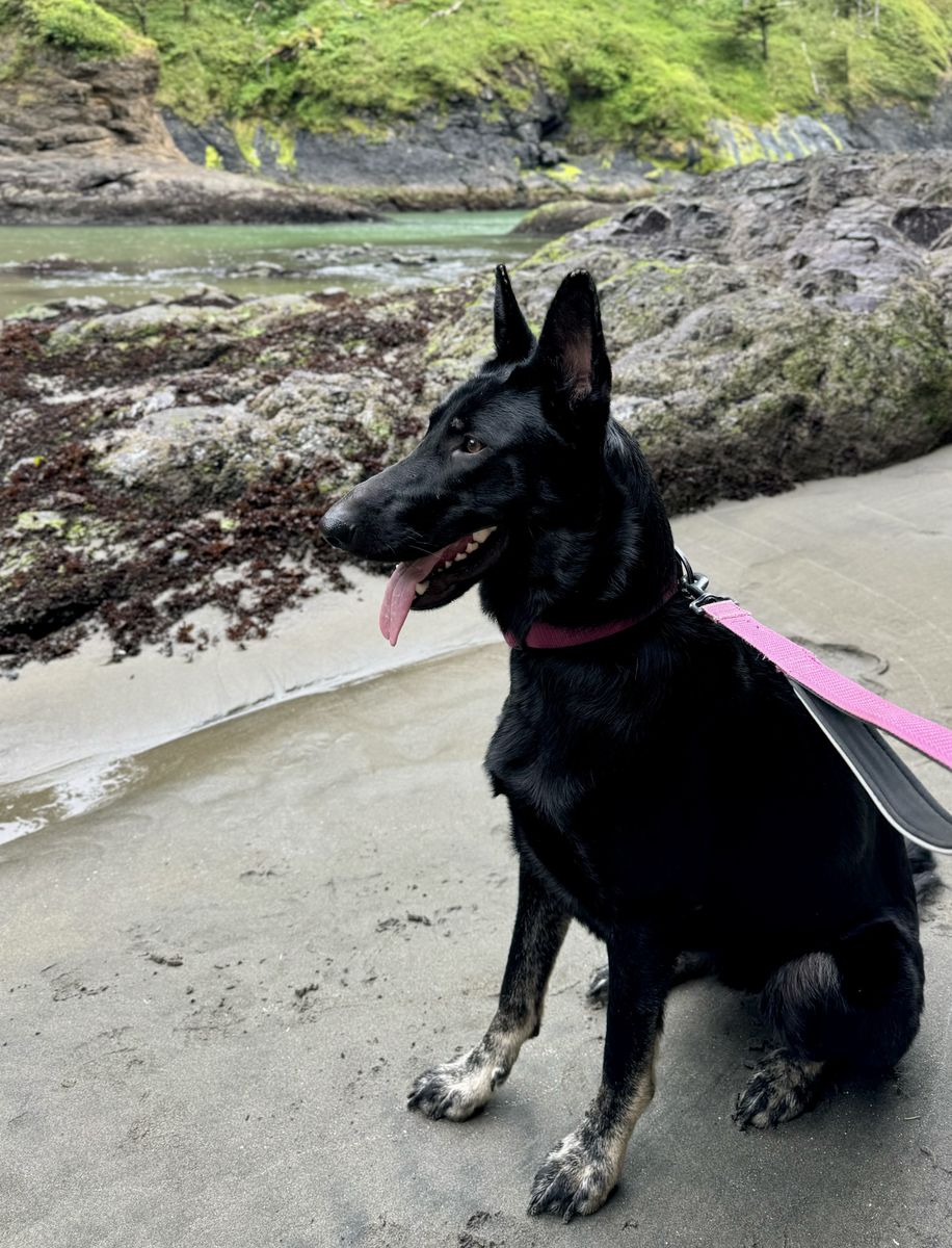 Marceline - 3yr Old German Shepherd